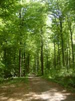 Wald, Wald und nochmals Wald